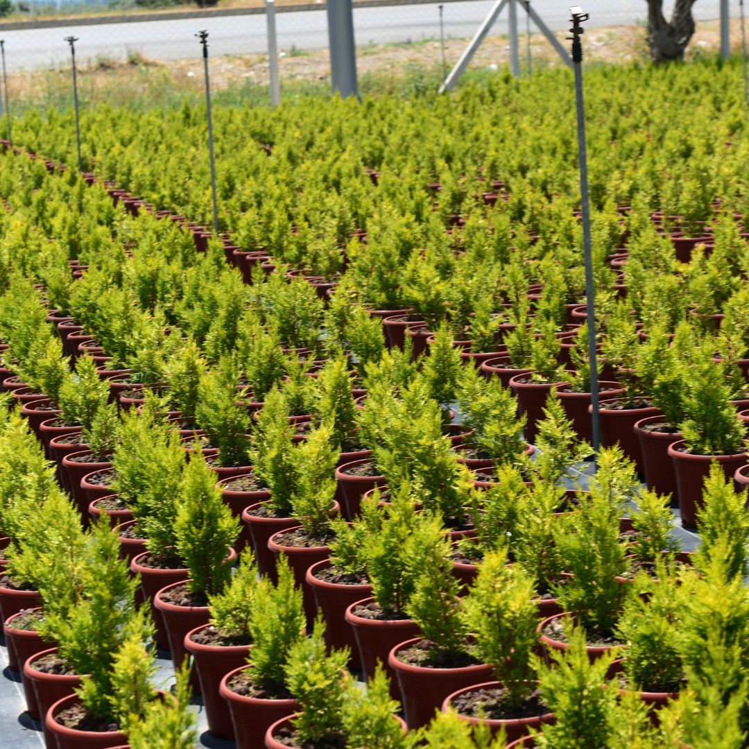 Cypress, Arborvitae & More: Wholesale Plant Supply from Aratlı Botanik