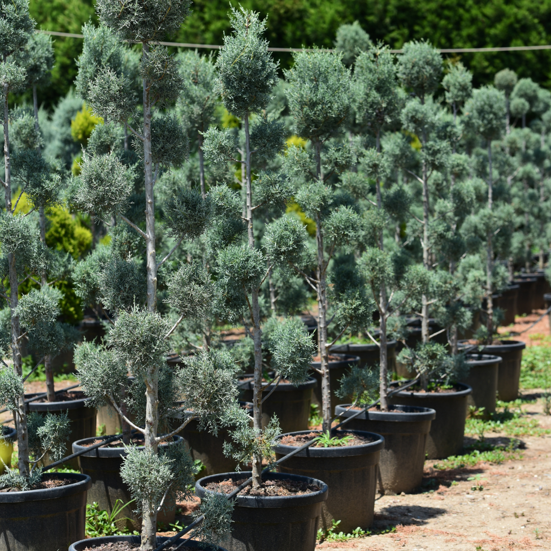 Bring the Power of Nature to Your Project!