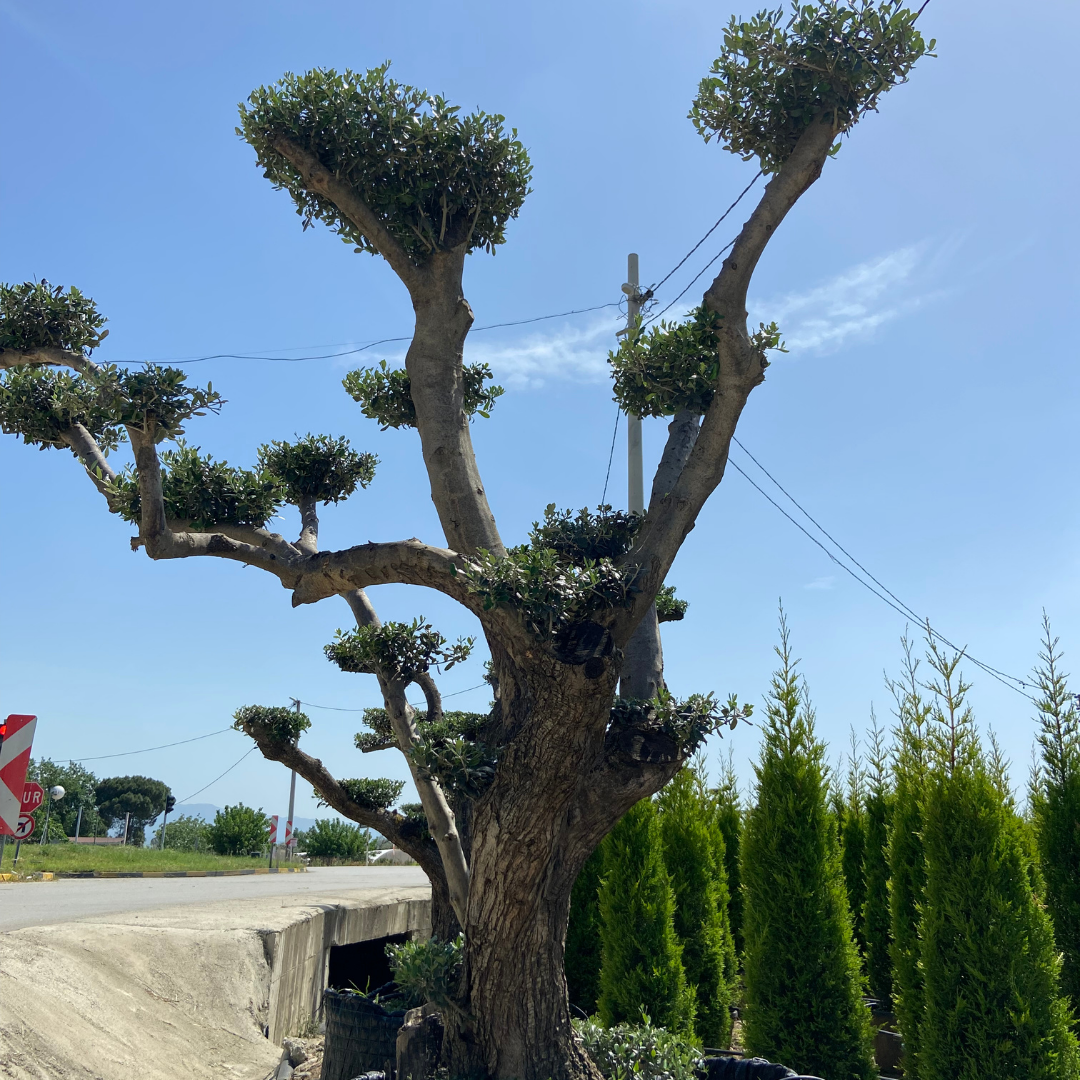 Zeytin  Bonzai